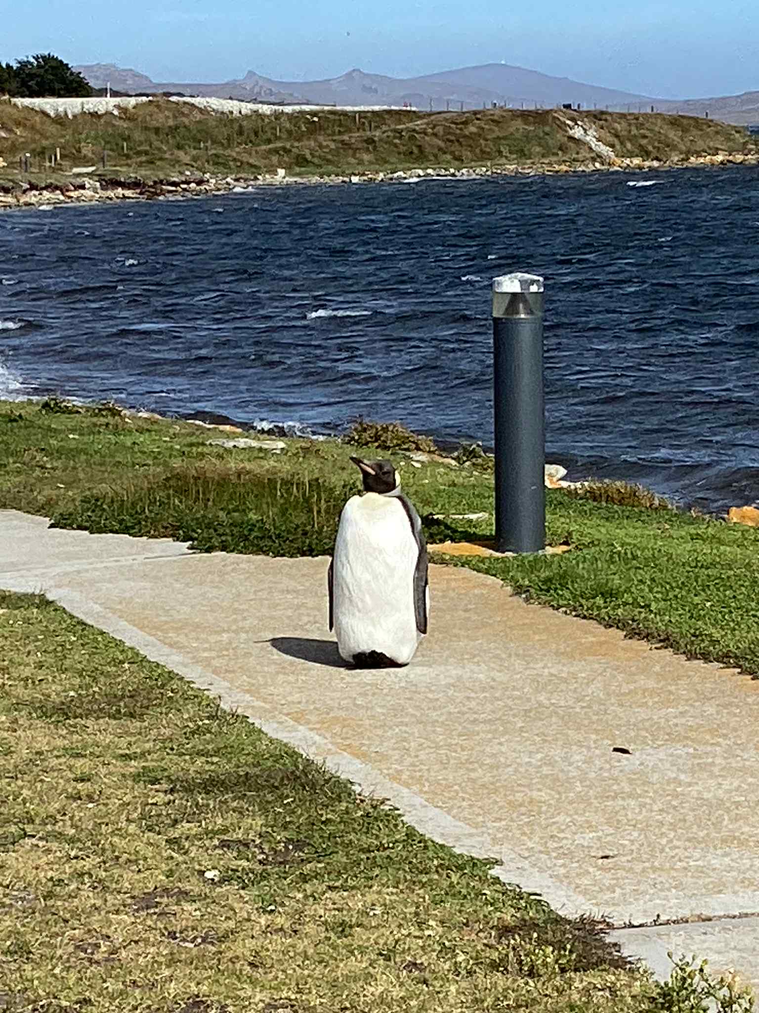 Penguin on Path 2